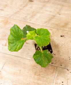 Begonia cucullata variegata 002