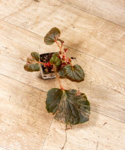 Begonia cucullata pink variegata 001