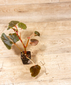 Begonia cucullata pink variegata 002