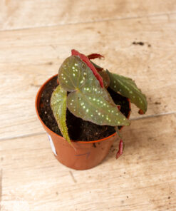Begonia sp. ‚Pandora‘ 001