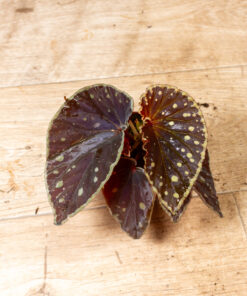 Begonia Firefly 002