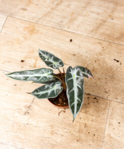 Alocasia bambino pink variegata 001