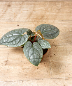 Anthurium luxurians 002