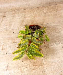 Begonia Dainty Spray Sport Variegata 001