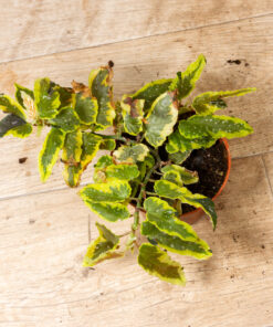 Begonia Dainty Spray Sport Variegata 002