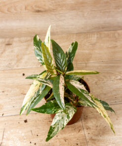Ficus sagittata pink variegata 001