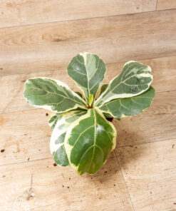 Ficus Lyrata Variegata 001