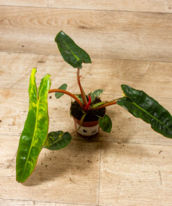 Philodendron Billietiae Variegata 003