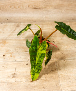 Philodendron Billietiae Variegata 004