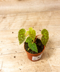 Begonia chlorosticta 001