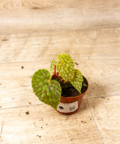 Begonia chlorosticta 002