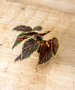 Begonia darthvaderiana hybrid ‘Green Spots’ 001