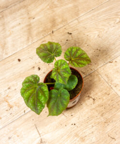 Begonia pseudoedulis 'Shiwanshan' 001