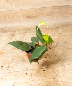 Philodendron Burle Marx Fantasy 001