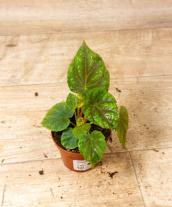 Begonia pseudoedulis 'Shiwanshan' 002