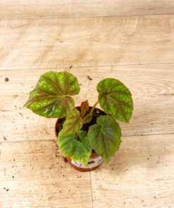 Begonia pseudoedulis 'Shiwanshan' 003