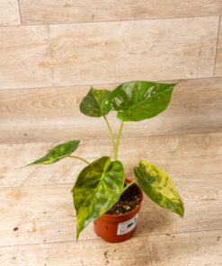 Alocasia Wentii Sunset Aurea 001