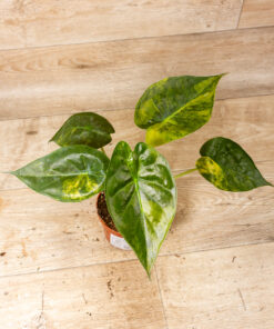 Alocasia Wentii Sunset Aurea 002