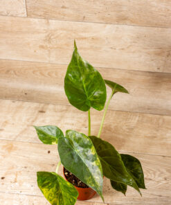 Alocasia Wentii Sunset Aurea 003