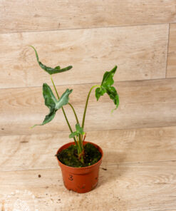 Alocasia teletubbies 003