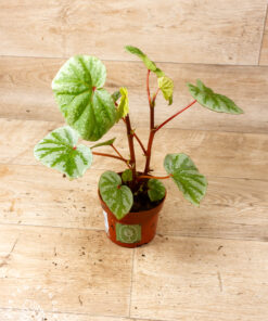 Begonia sp. "Temuyuk Silver" 001