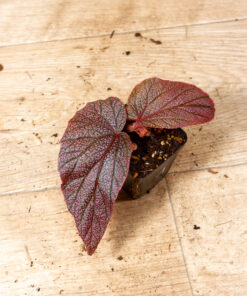 Begonia spp. NOID ("Morris") 001