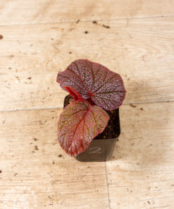 Begonia spp. NOID ("Morris") 002