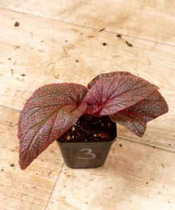 Begonia spp. NOID ("Morris") 003