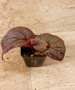 Begonia spp. NOID ("Morris") 004
