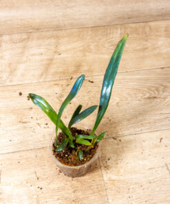 Microsorum thailandicum (Ölfarn) 001