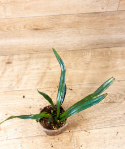 Microsorum thailandicum (Ölfarn) 002