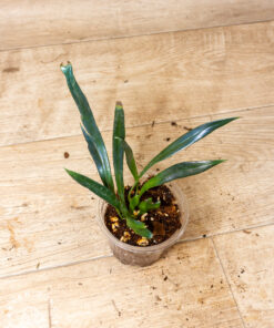 Microsorum thailandicum (Ölfarn) 003