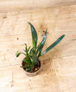 Microsorum thailandicum (Ölfarn) 004