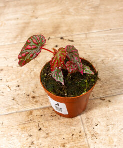 Begonia spp. NOID ("Pink lady") 001