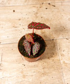 Begonia spp. NOID ("Pink lady") 002