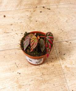 Begonia spp. NOID ("Pink lady") 003
