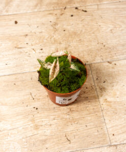 Syngonium pink rolli 006
