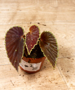 Begonia darthvaderiana hybrid ‘Green Spots’ 002
