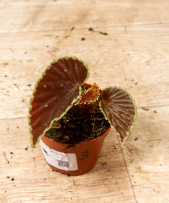 Begonia darthvaderiana hybrid ‘Green Spots’ 003
