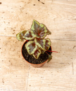Begonia ignita 001