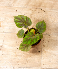 Begonia pseudoedulis 'Shiwanshan' 004