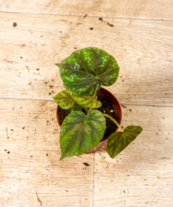Begonia pseudoedulis 'Shiwanshan' 005