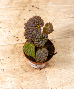Begonie spp. (Black Mountain) 001