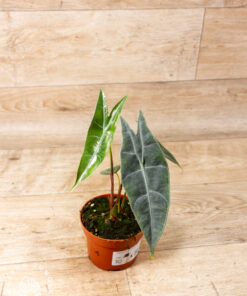 Alocasia Longiloba Silver 001