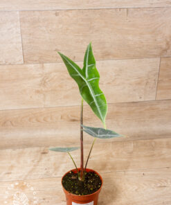 Alocasia Longiloba Silver 003