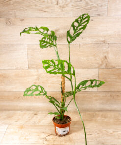 Monstera obliqua 'Peru' 001
