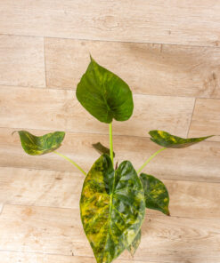 Alocasia Wentii Sunset Aurea 004