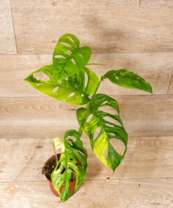 Monstera adansonii aurea 004