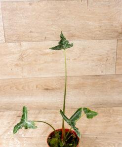 Alocasia teletubbies 005