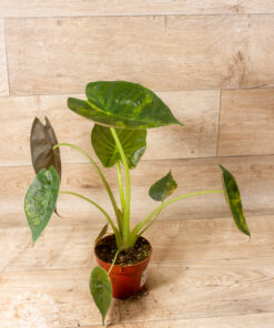 Alocasia Wentii Sunset Aurea 005